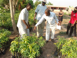 Buying the first Mango Trees